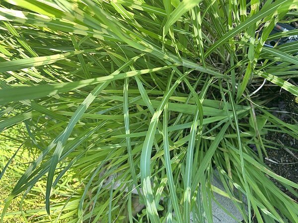 ★ホタルの季節がやってきた★の画像