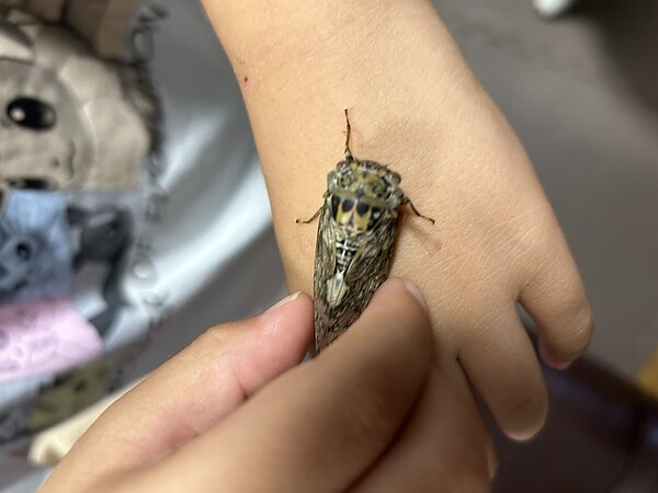 ★ミンミンゼミがやってきた★の画像